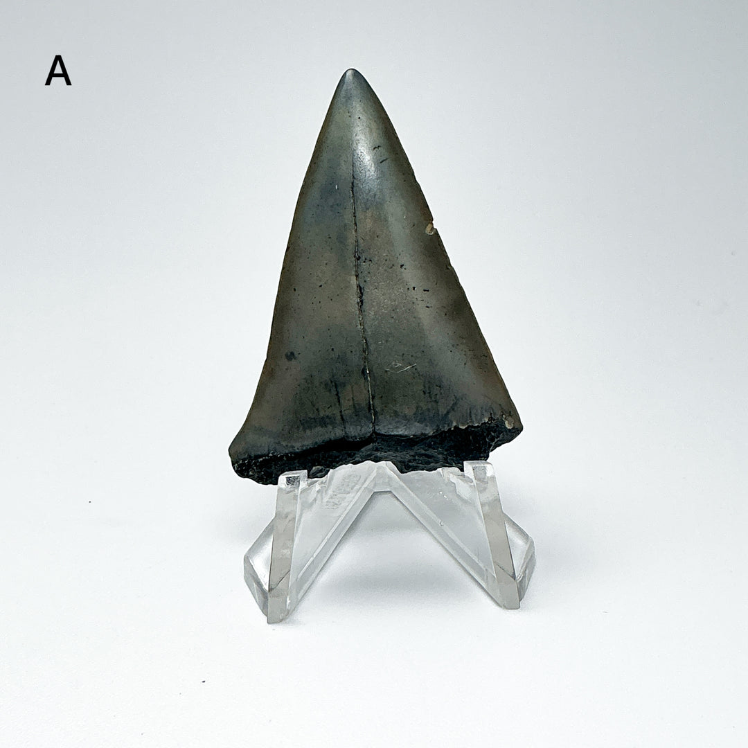 Fossilized Shark Tooth Specimen: Extinct Great White Shark