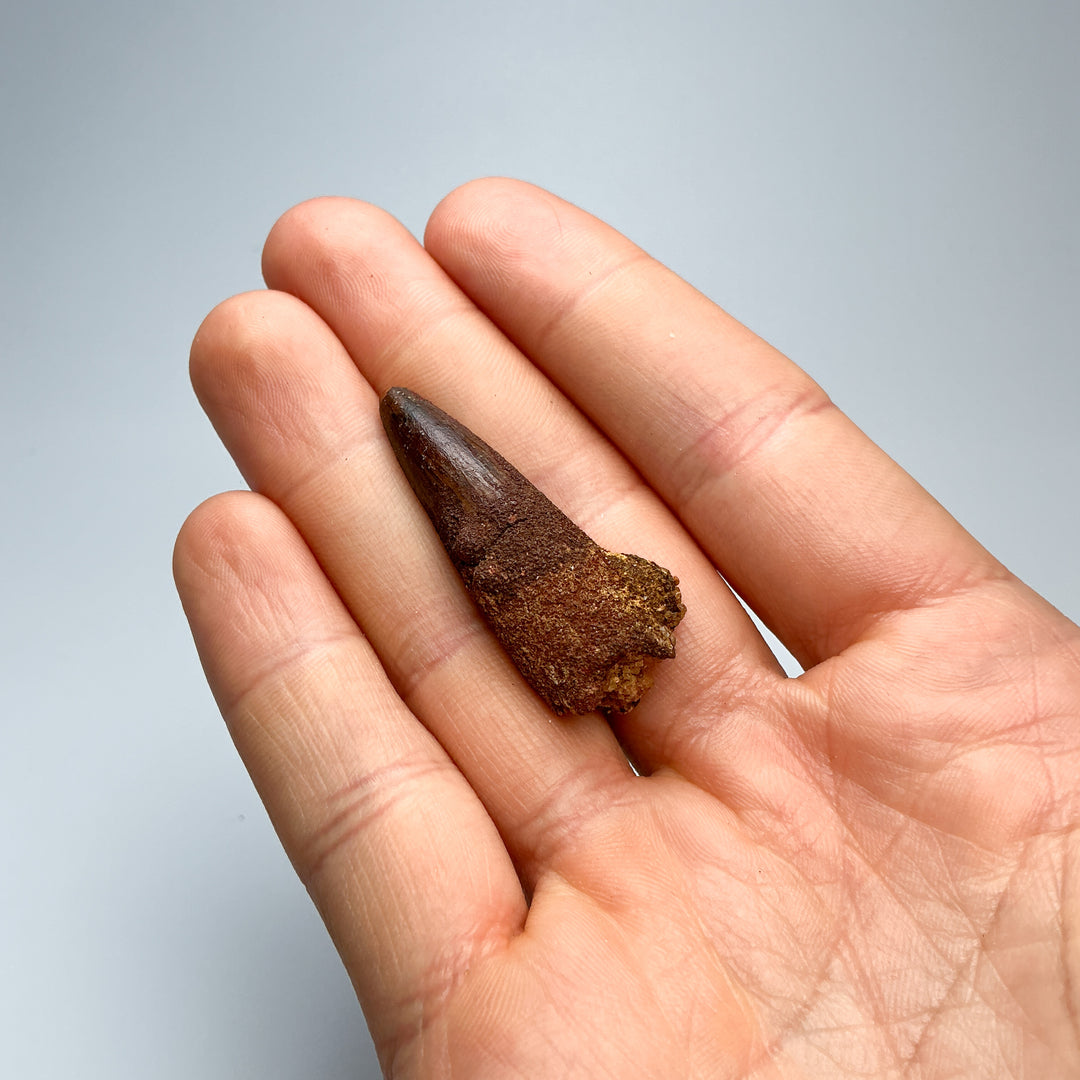 Fossilized Spinosaurus Tooth Specimen