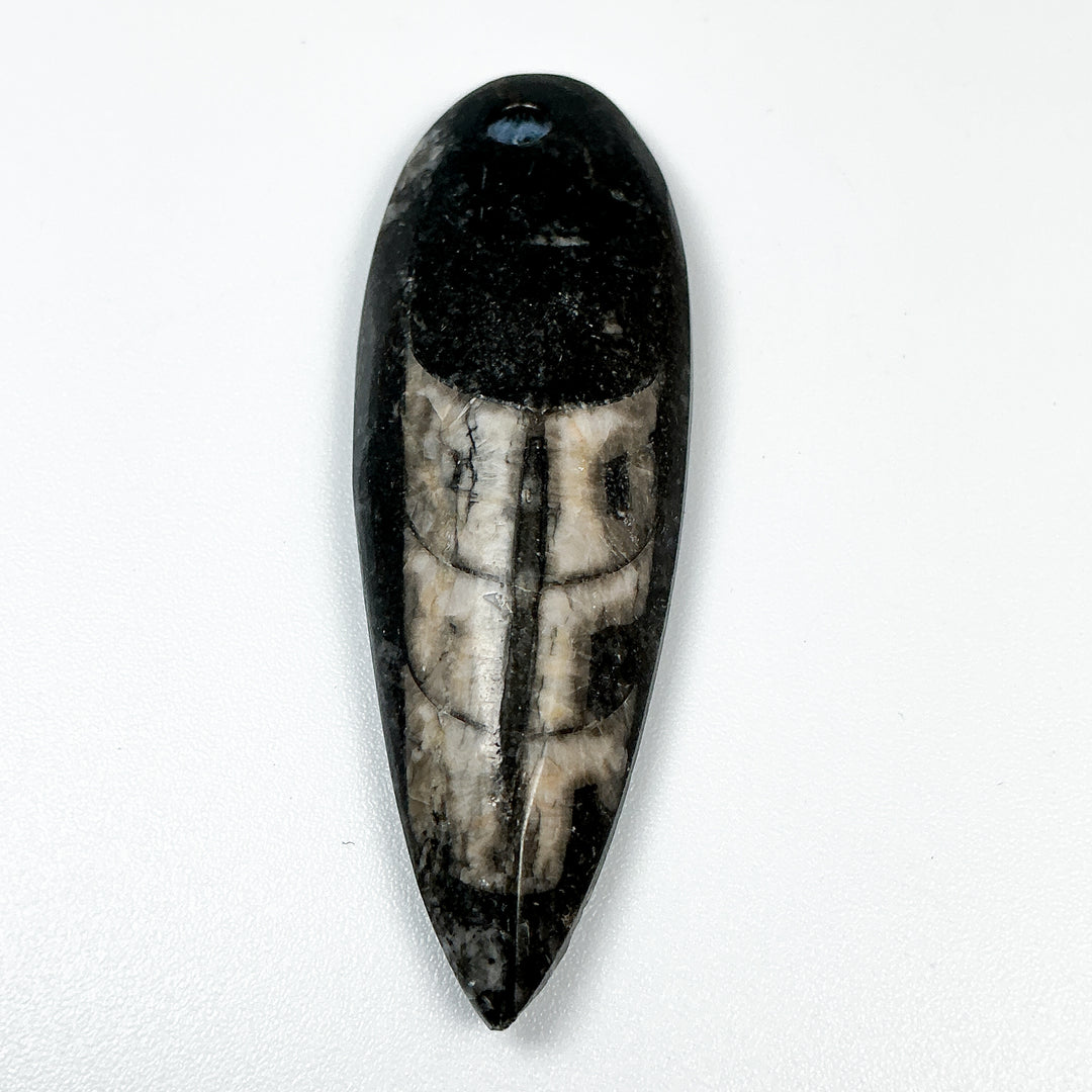 Polished Orthoceras Fossil Drilled Pendant