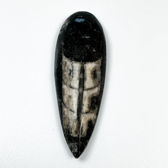 Polished Orthoceras Fossil Drilled Pendant