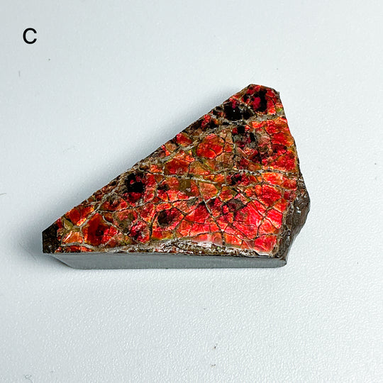 Ammolite Specimen