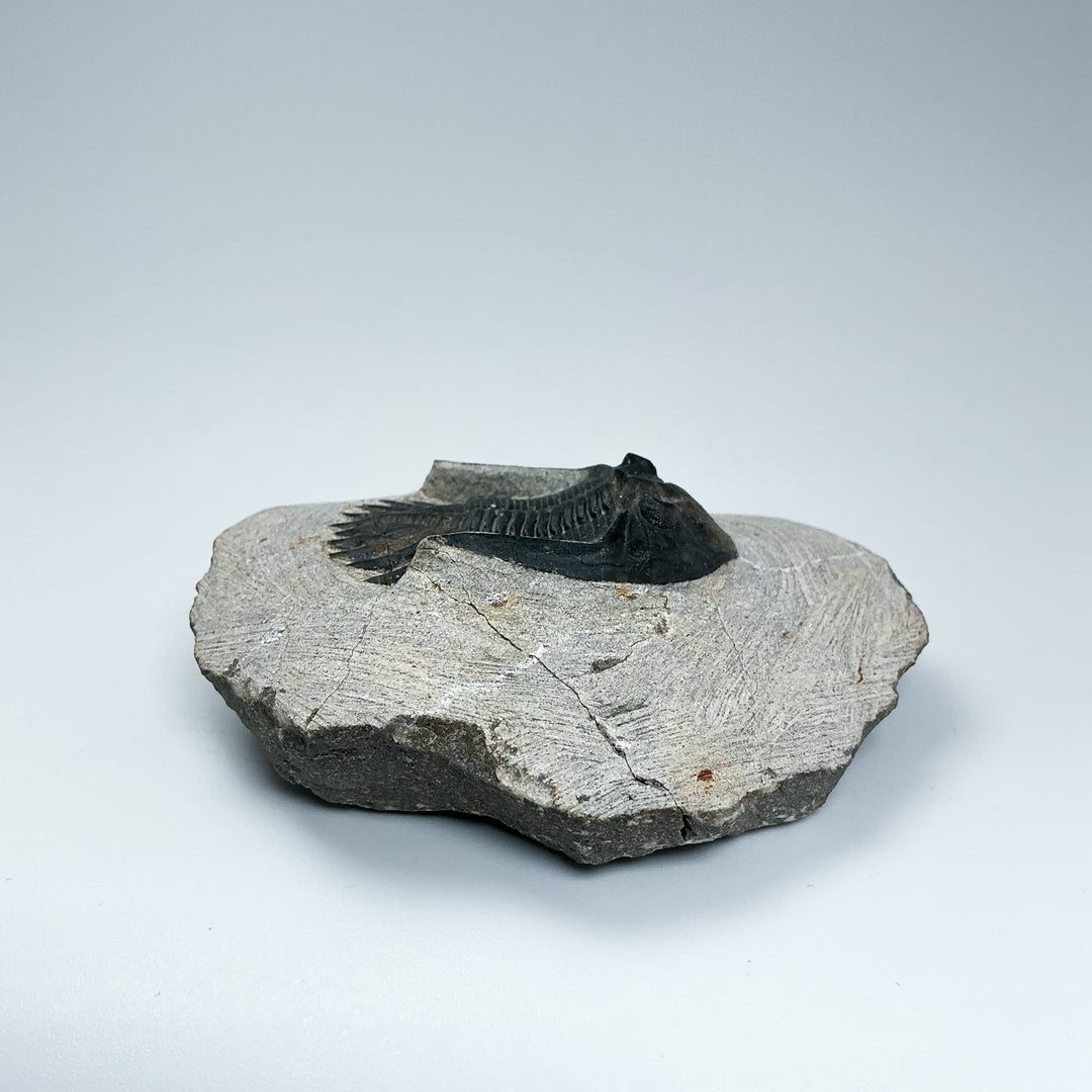 Trilobite Mrakibina Fossil - Rocks and Gems Canada