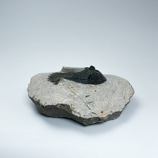 Trilobite Mrakibina Fossil - Rocks and Gems Canada