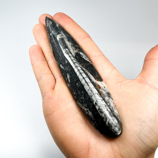 Polished Orthoceras Fossil
