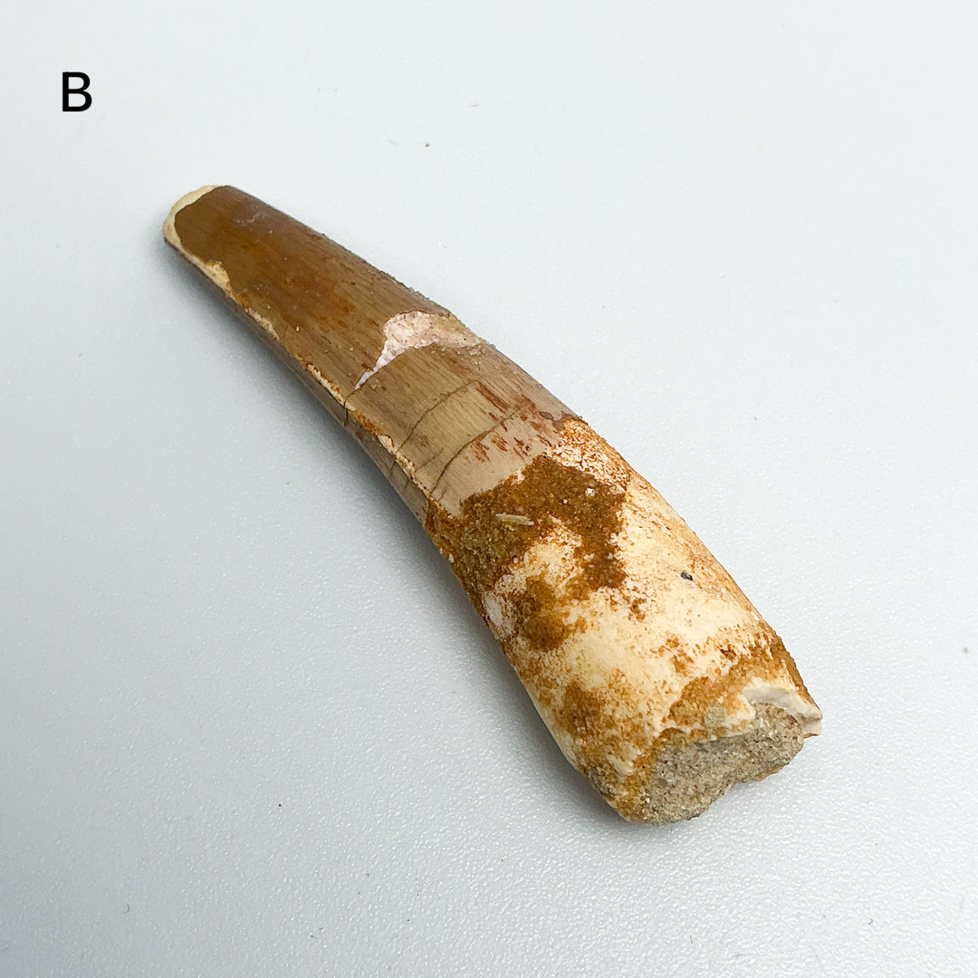 Fossilized Spinosaurus Tooth Specimen-Rocks and Gems Canada
