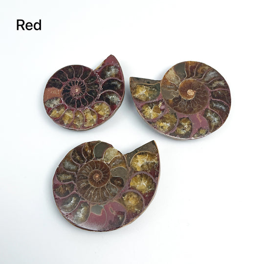 Chambered Ammonite - Rocks and Gems Canada