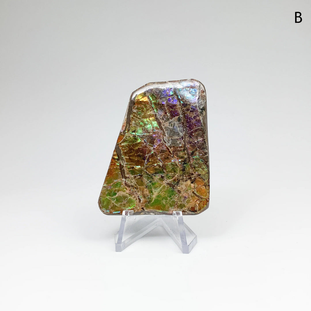 Ammolite Specimen - Rocks and Gems Canada