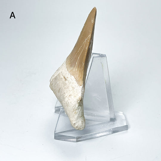 Fossilized Otodus/Lamna Shark Tooth Specimen