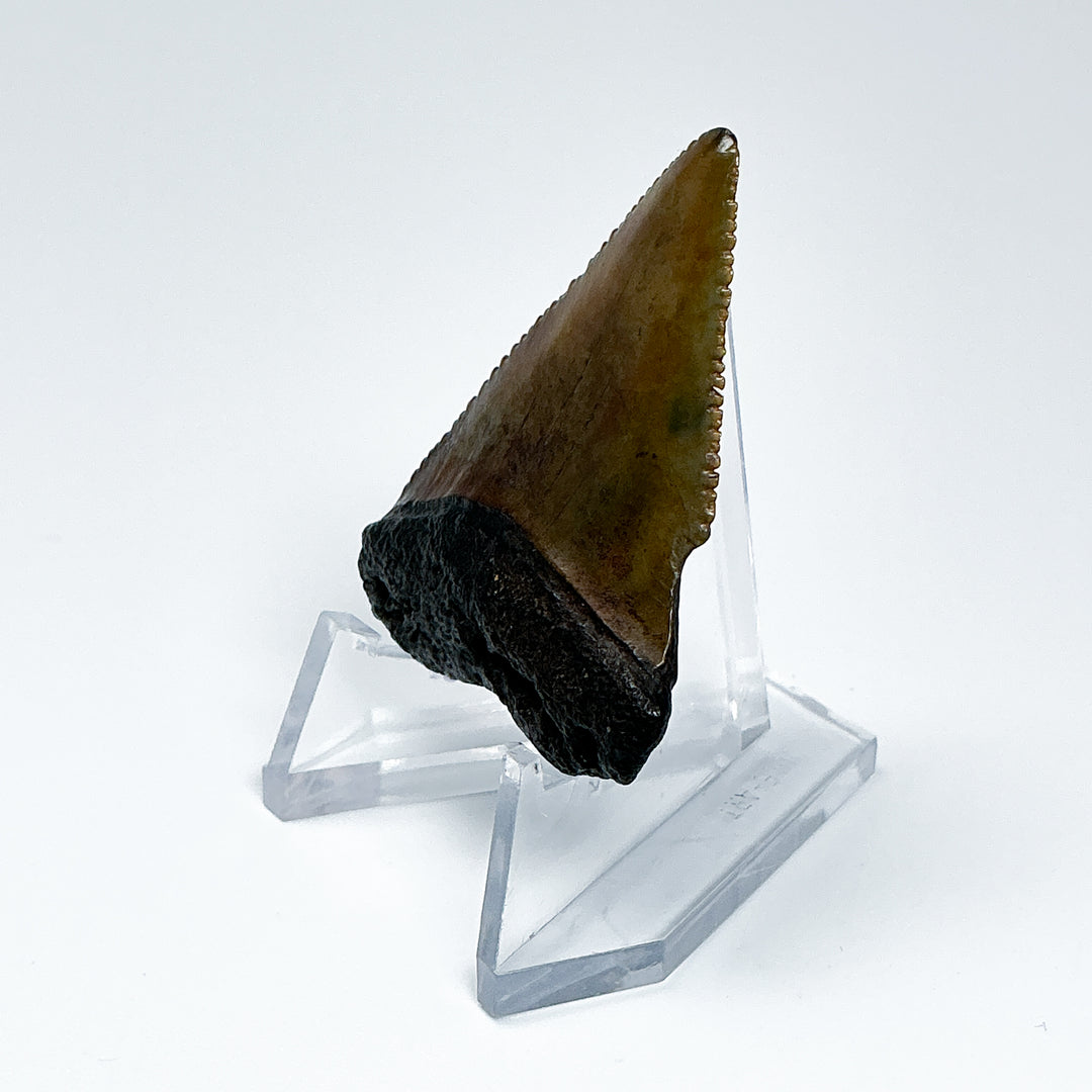 Fossilized Shark Tooth Specimen: Great White Shark