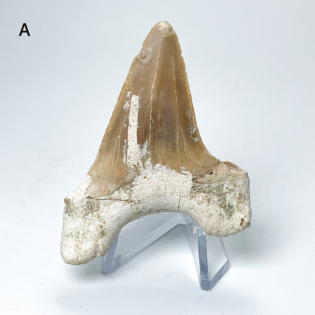Fossilized Otodus/Lamna Shark Tooth Specimen