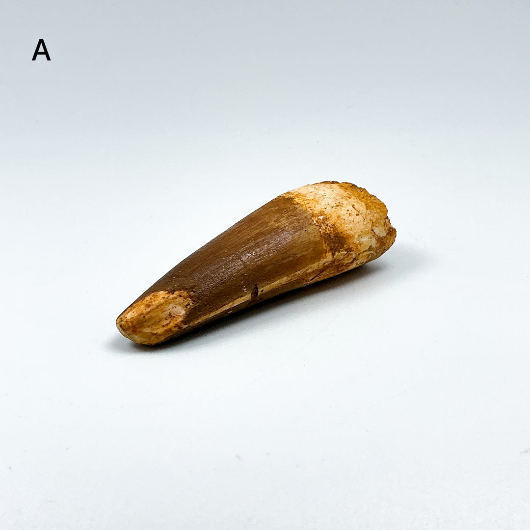 Fossilized Spinosaurus Tooth Specimen
