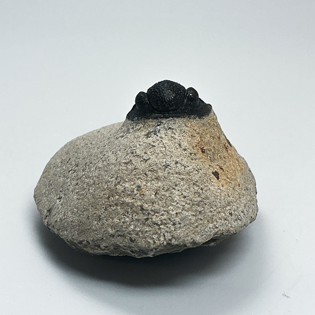 Trilobite Proetus Fossil
