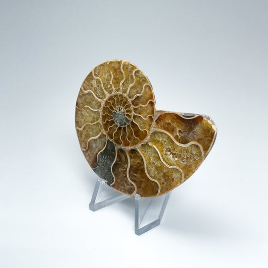 Chambered Ammonite