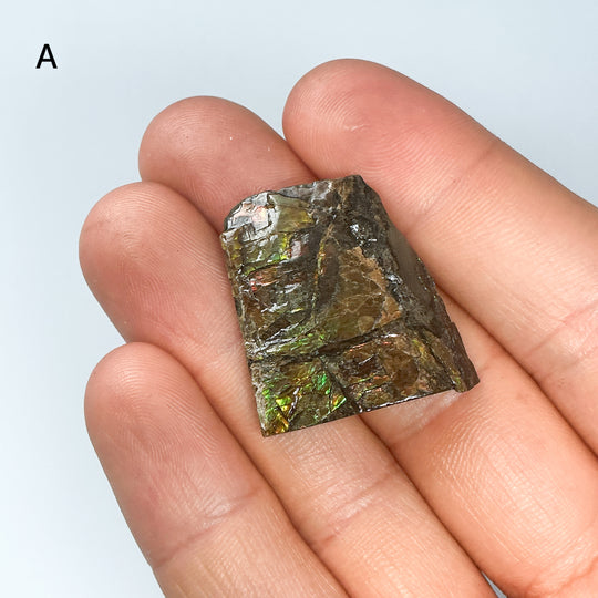 Ammolite Specimen