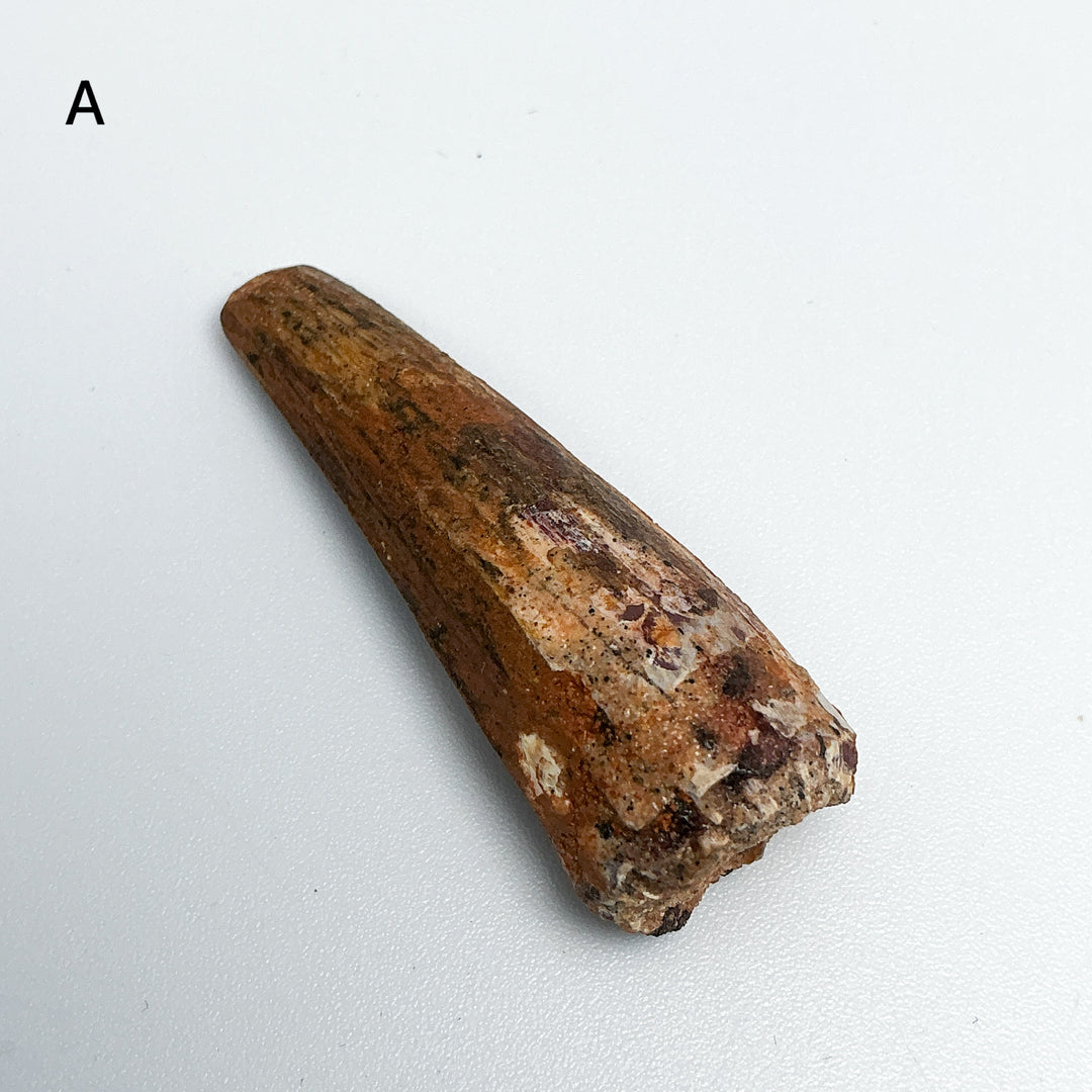 Fossilized Spinosaurus Tooth Specimen-Rocks and Gems Canada