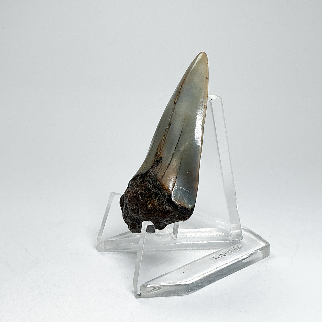 Fossilized Shark Tooth Specimen: Extinct Great White Shark