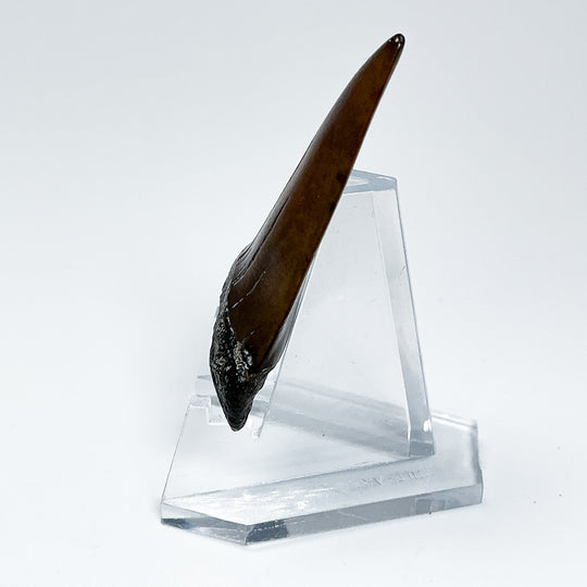 Fossilized Shark Tooth Specimen: Extinct Great White Shark