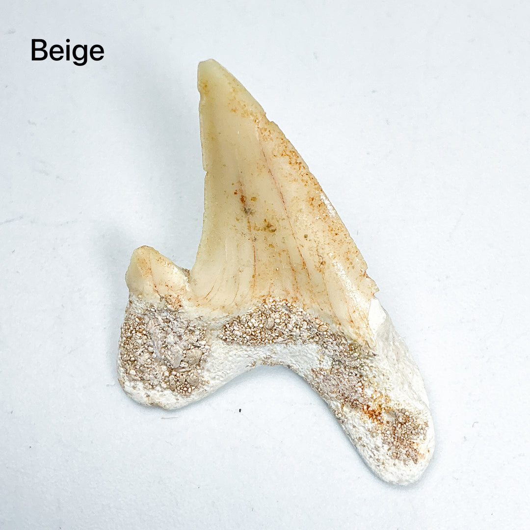 Fossilized Otodus/Lamna Shark Tooth Specimen