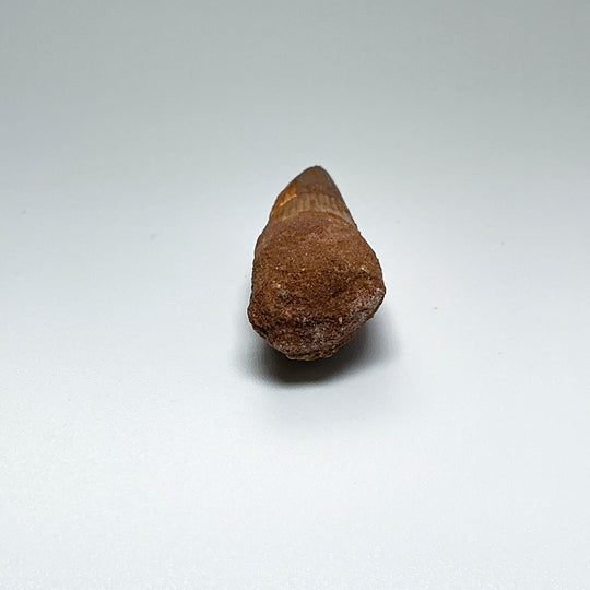 Fossilized Spinosaurus Tooth Specimen