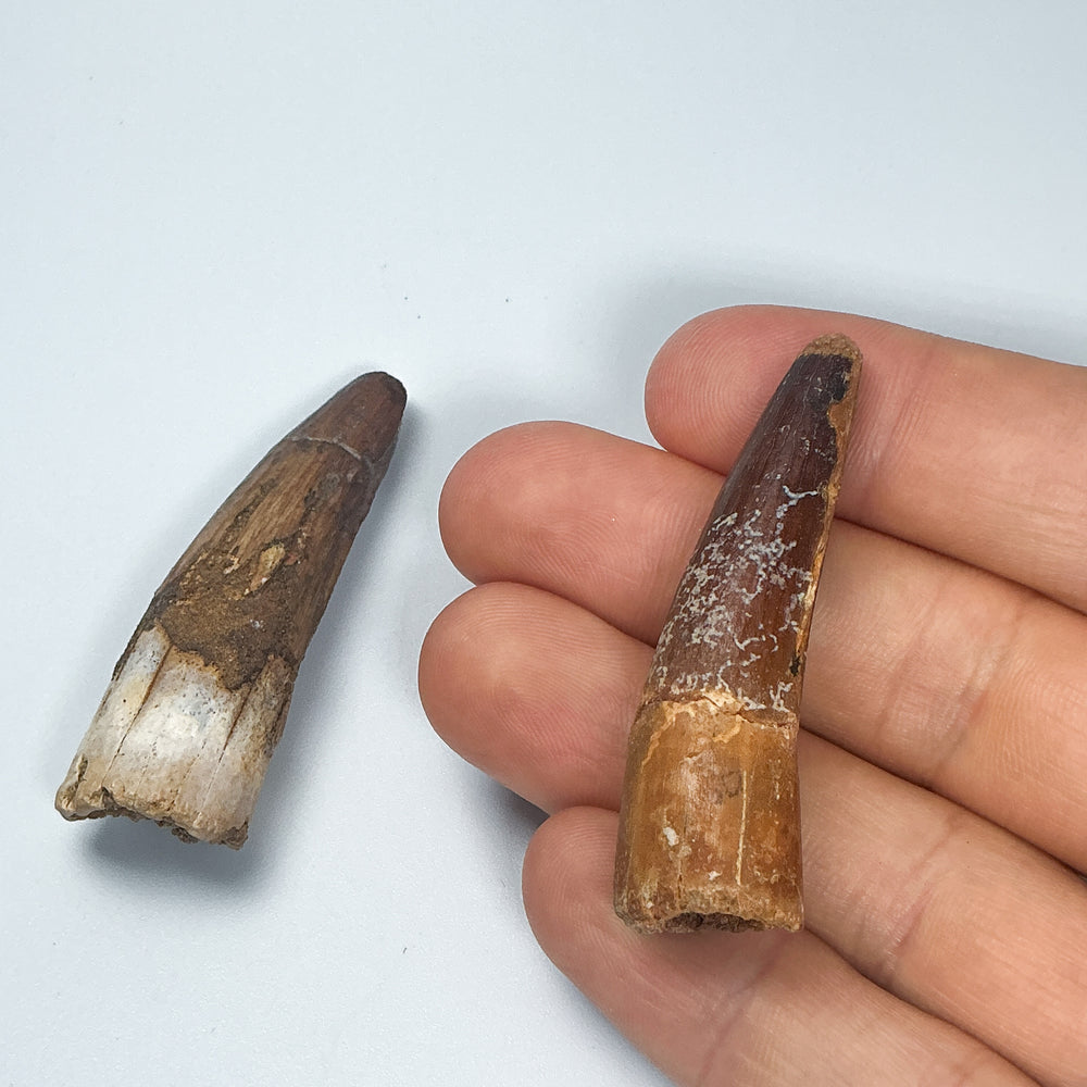 Fossilized Spinosaurus Tooth Specimen
