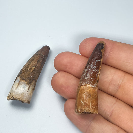 Fossilized Spinosaurus Tooth Specimen