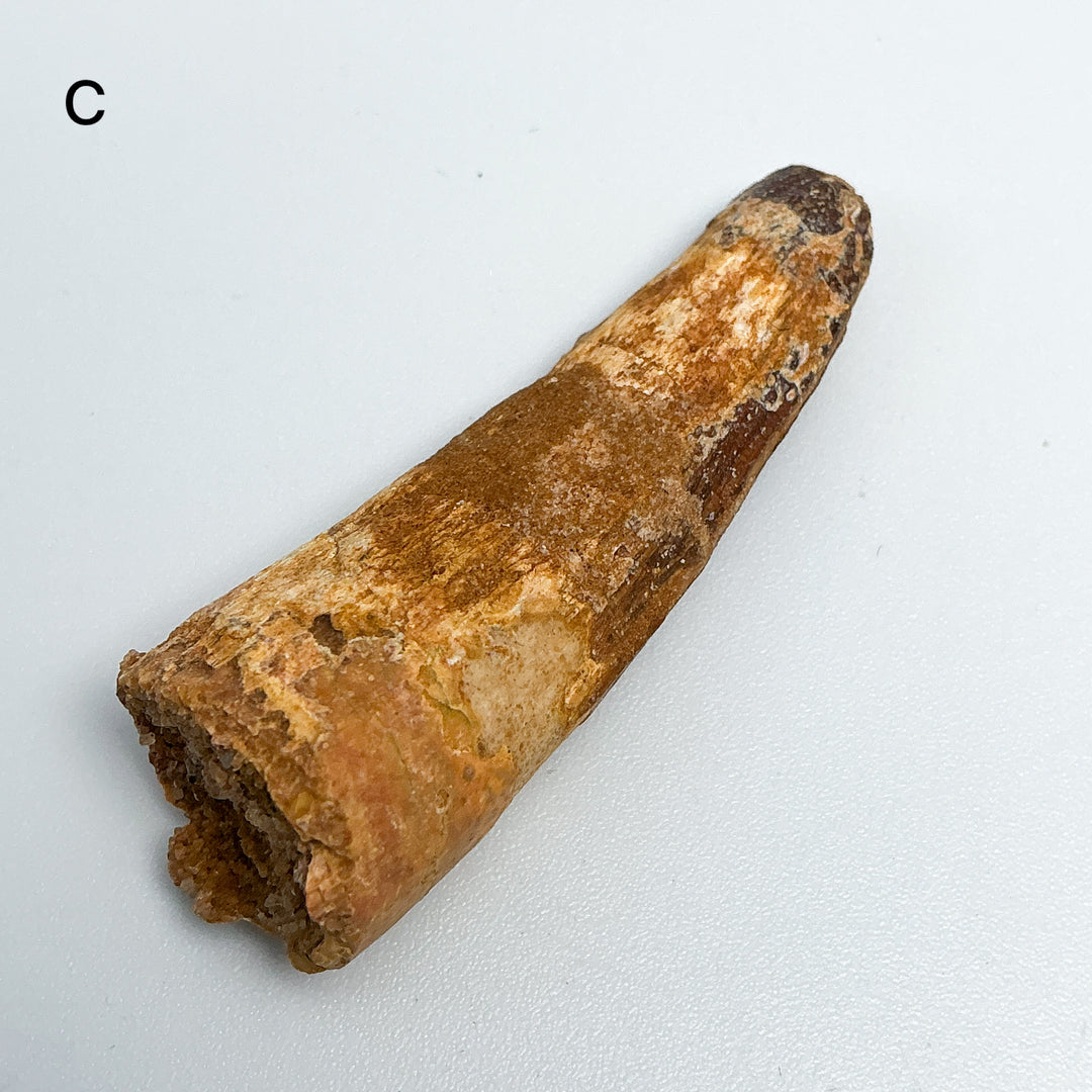 Fossilized Spinosaurus Tooth Specimen-Rocks and Gems Canada