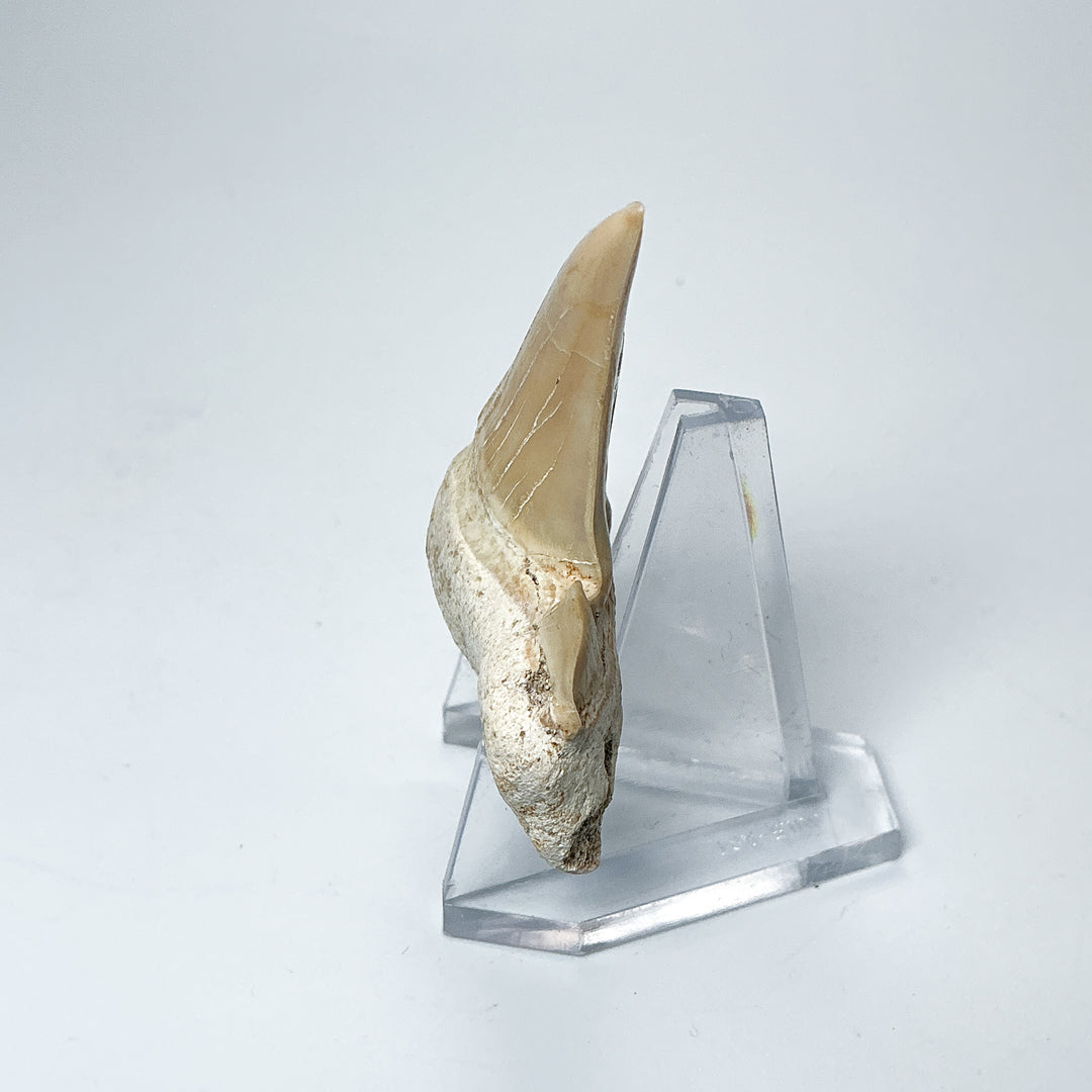 Fossilized Otodus/Lamna Shark Tooth Specimen