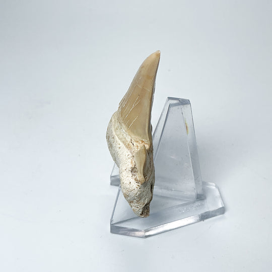 Fossilized Otodus/Lamna Shark Tooth Specimen