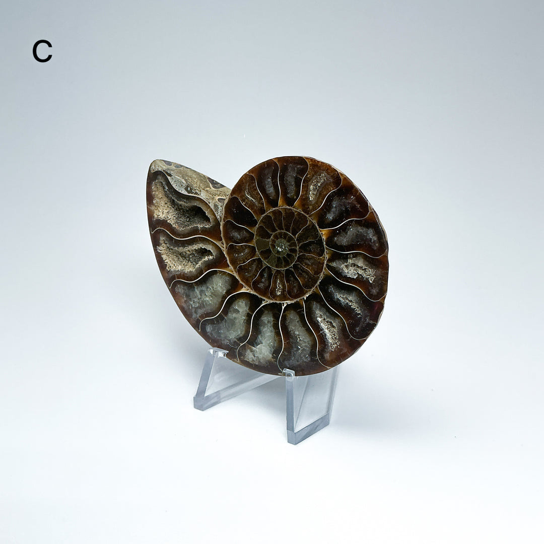 Chambered Ammonite
