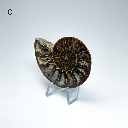 Chambered Ammonite