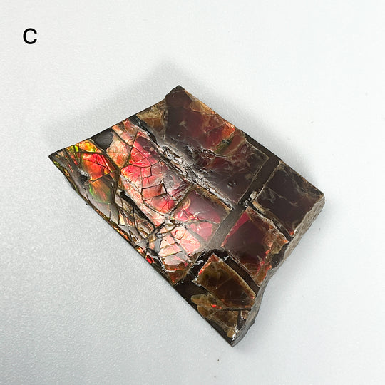 Ammolite Specimen