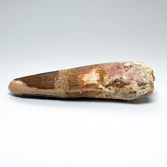 Fossilized Spinosaurus Tooth Specimen