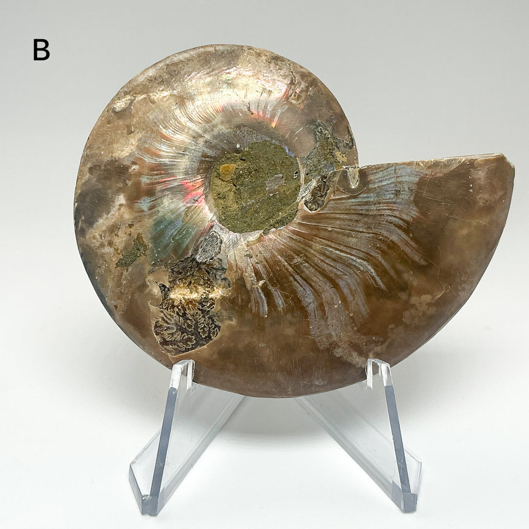 Chambered Ammonite