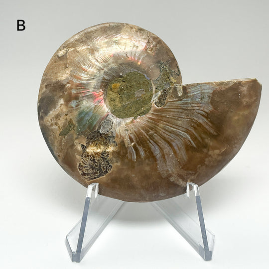 Chambered Ammonite