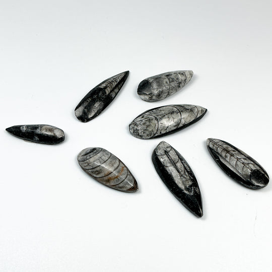 Mini Polished Orthoceras Fossil