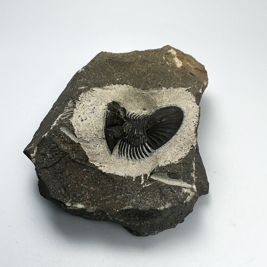 Trilobite Scutellum Fossil