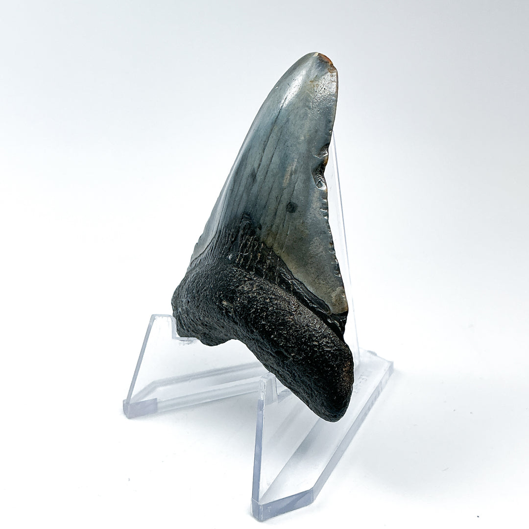 Fossilized Shark Tooth Specimen: Carcharodon Megalodon - Rocks and Gems Canada