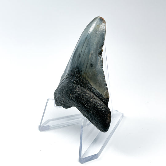 Fossilized Shark Tooth Specimen: Carcharodon Megalodon - Rocks and Gems Canada