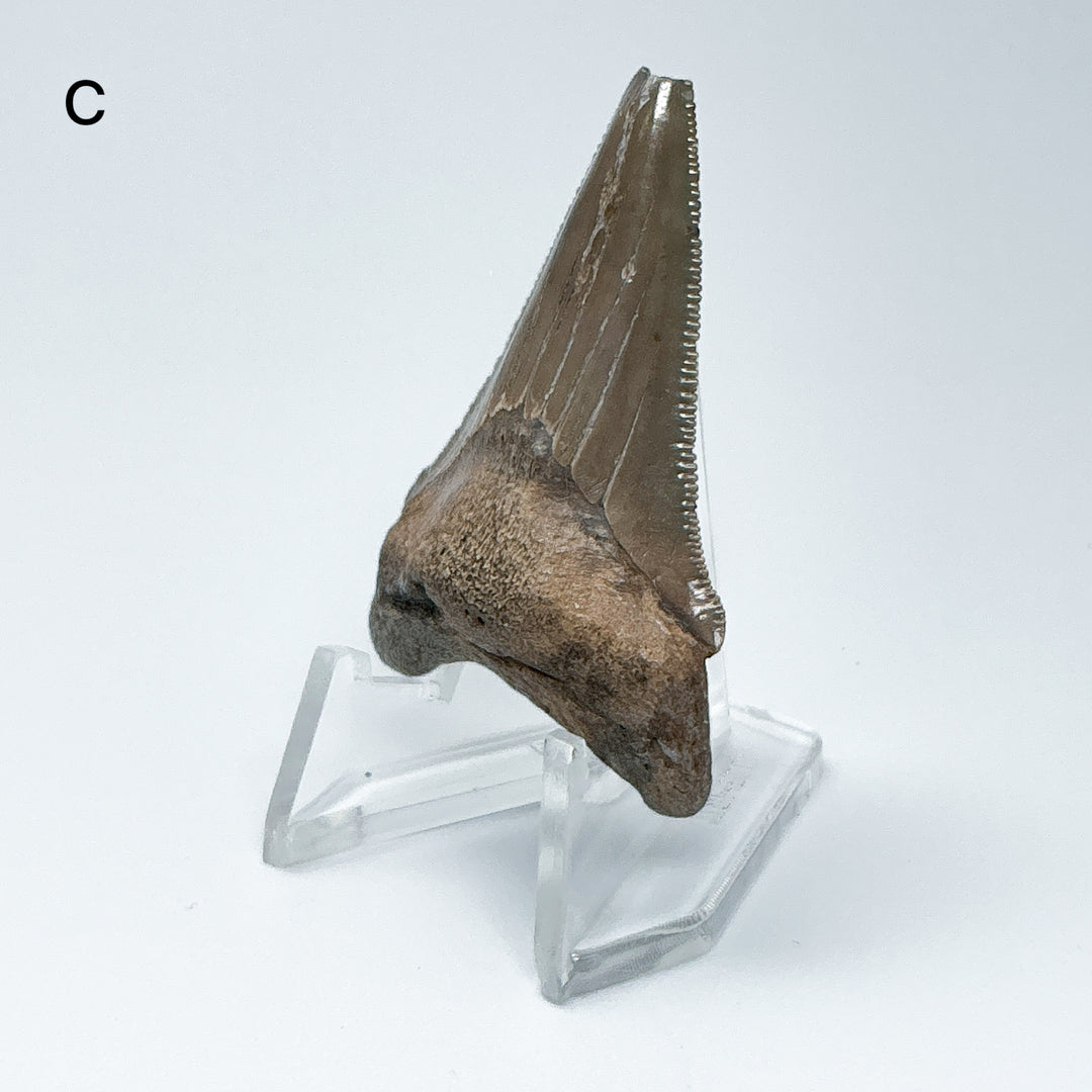 Fossilized Shark Tooth Specimen: Carcharodon Megalodon