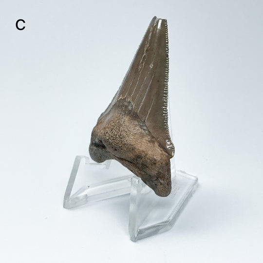Fossilized Shark Tooth Specimen: Carcharodon Megalodon