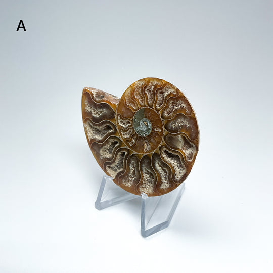 Chambered Ammonite
