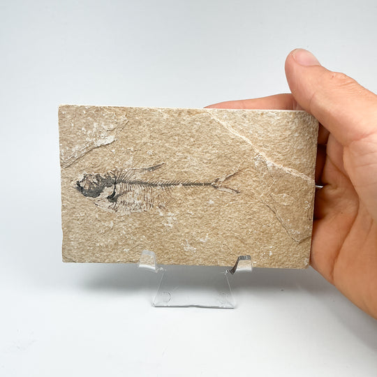 Fish Fossil