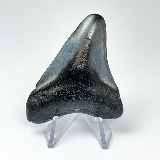 Fossilized Shark Tooth Specimen: Carcharodon Megalodon