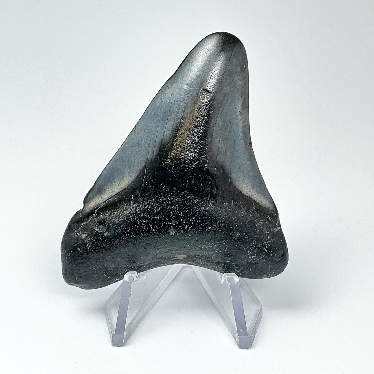Fossilized Shark Tooth Specimen: Carcharodon Megalodon - Rocks and Gems Canada