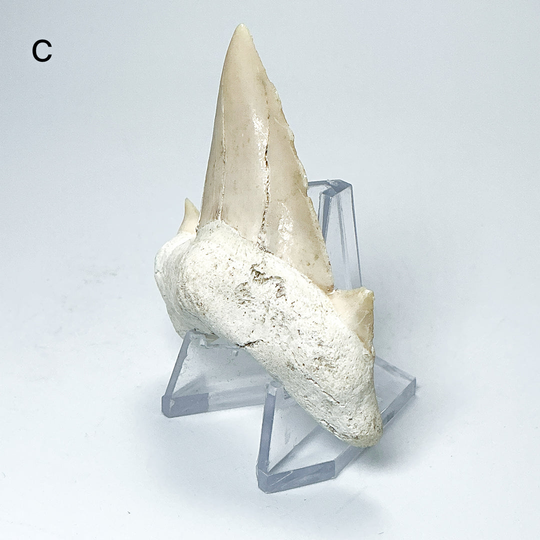 Fossilized Otodus/Lamna Shark Tooth Specimen