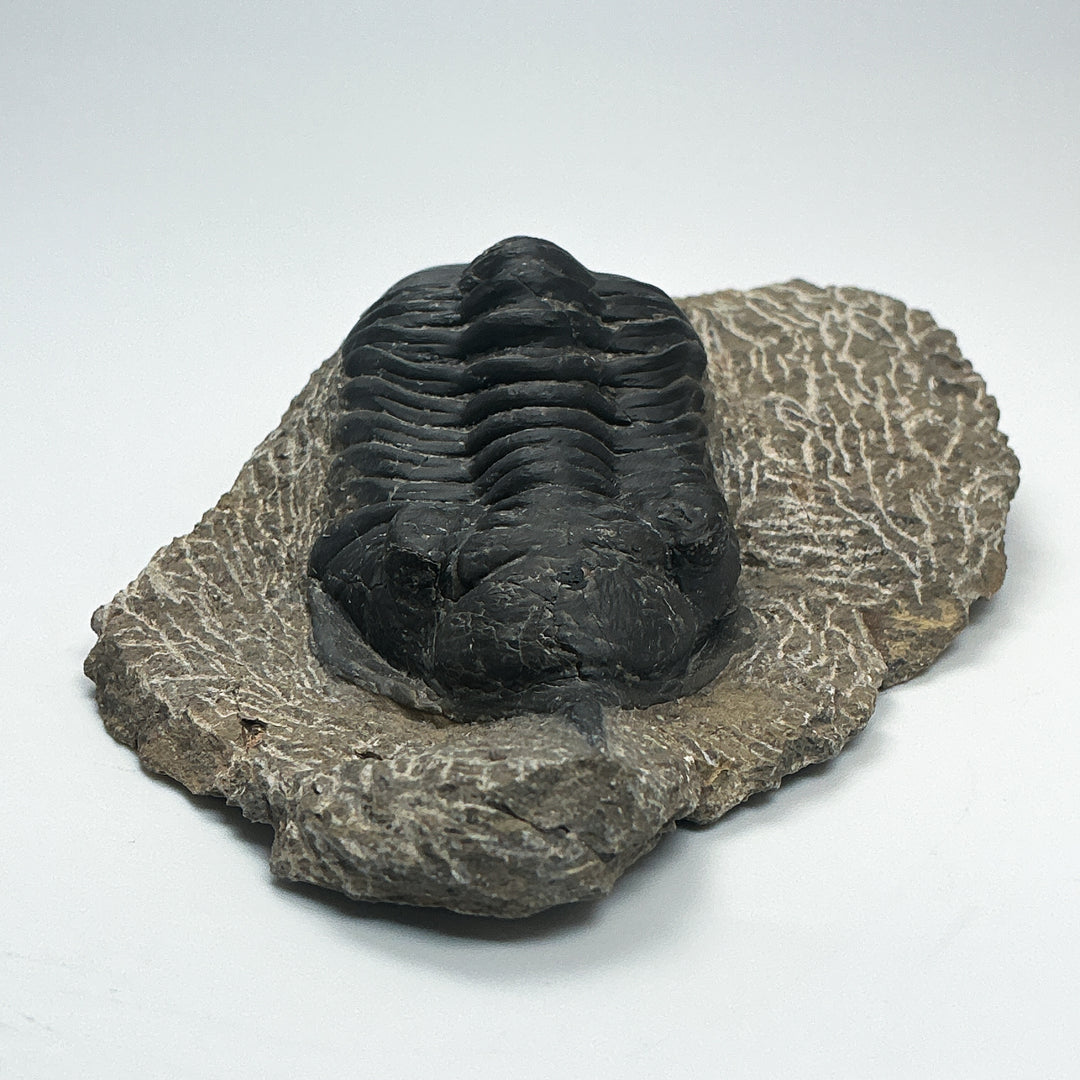 Trilobite Moroccanite Fossil