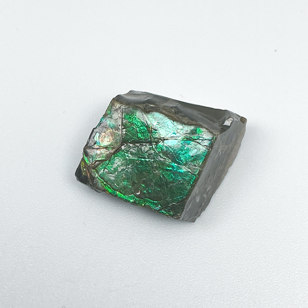 Ammolite Specimen