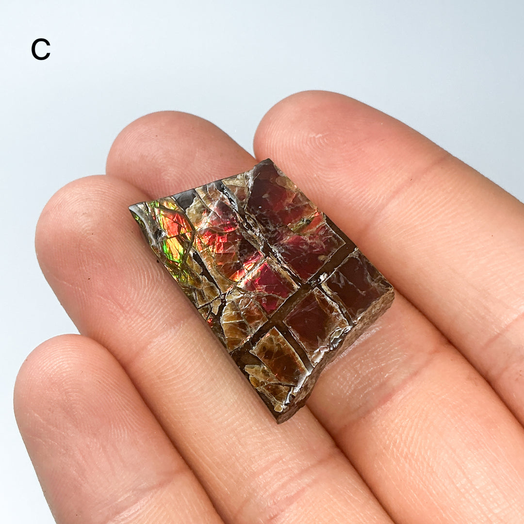 Ammolite Specimen