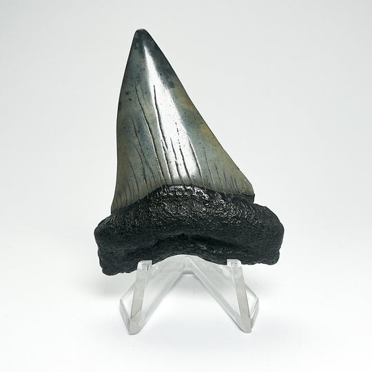 Fossilized Shark Tooth Specimen: Carcharodon Megalodon