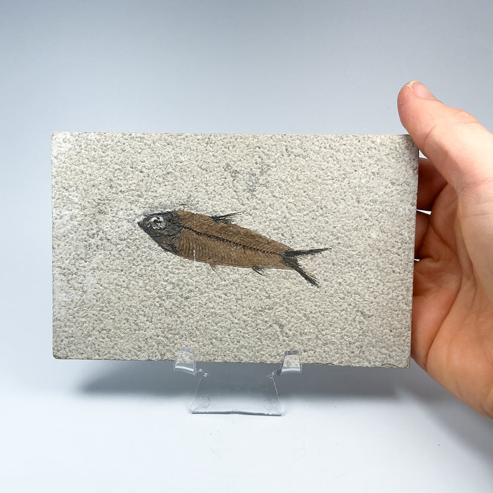 Fish Fossil - Rocks and Gems Canada